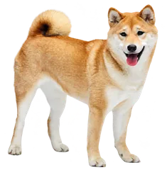 시바견