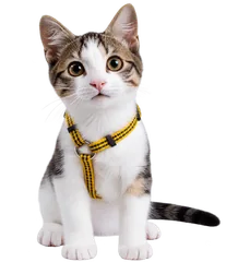 고양이