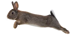 토끼